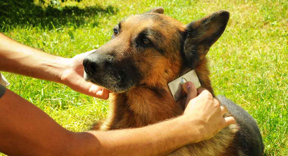 How To Groom A German Shepherd - Image By thehappypuppysite