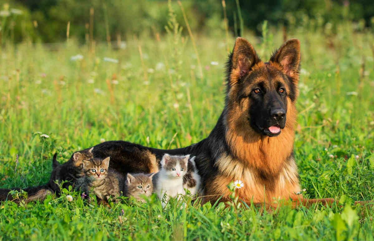 How To Train A German Shepherd To Get Along With Cats