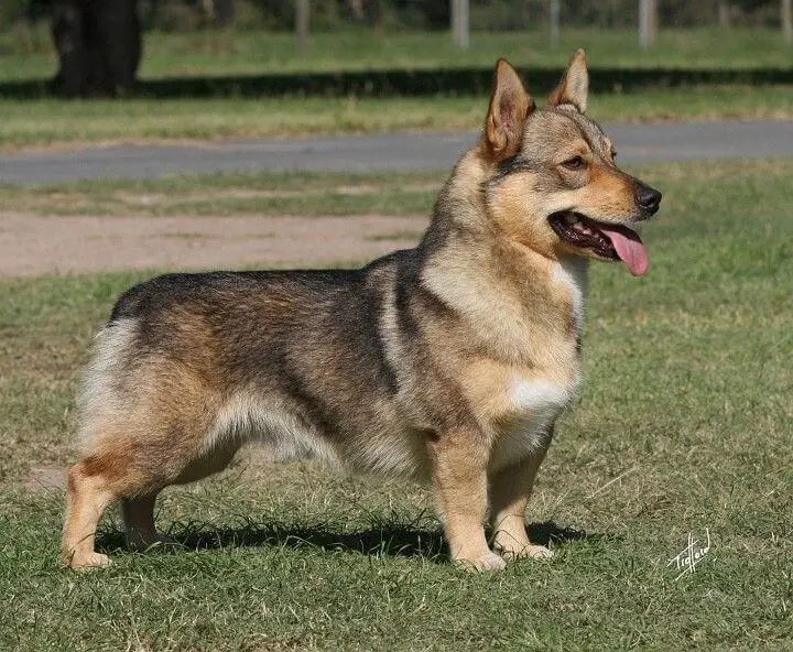 How to Care for a Corgi German Shepherd Mix - Image By Reddit