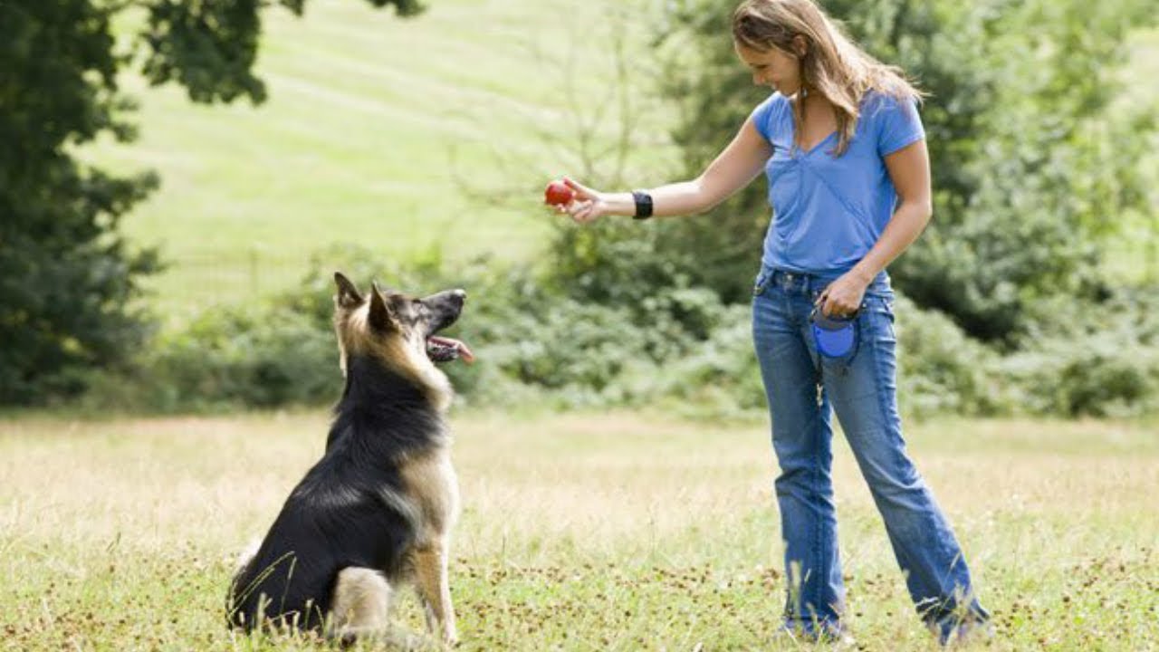 How to Potty Train a German Shepherd