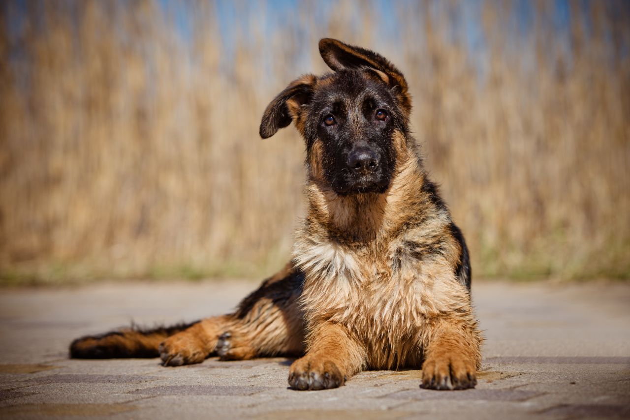 How to Train a German Shepherd's Ears to Stand Up