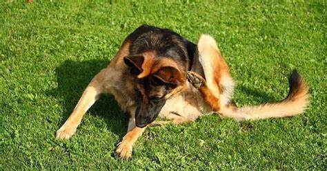 How to Treat German Shepherd Dry Itchy Skin - Image By germanshepherdshop