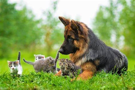 Introducing your German Shepherd to other pets