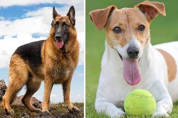 Jack Russell Terrier German Shepherd Mix (Guide) - Allgshepherds