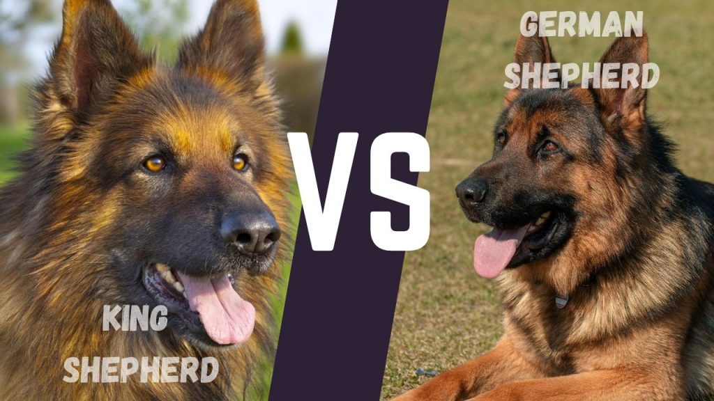 King Shepherd vs German Shepherd What is Difference? Allgshepherds