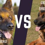 King Shepherd vs German Shepherd - Image By germanshepherdtraininginfo