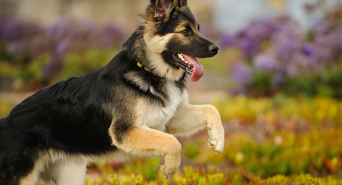 Male vs. Female German Shepherd