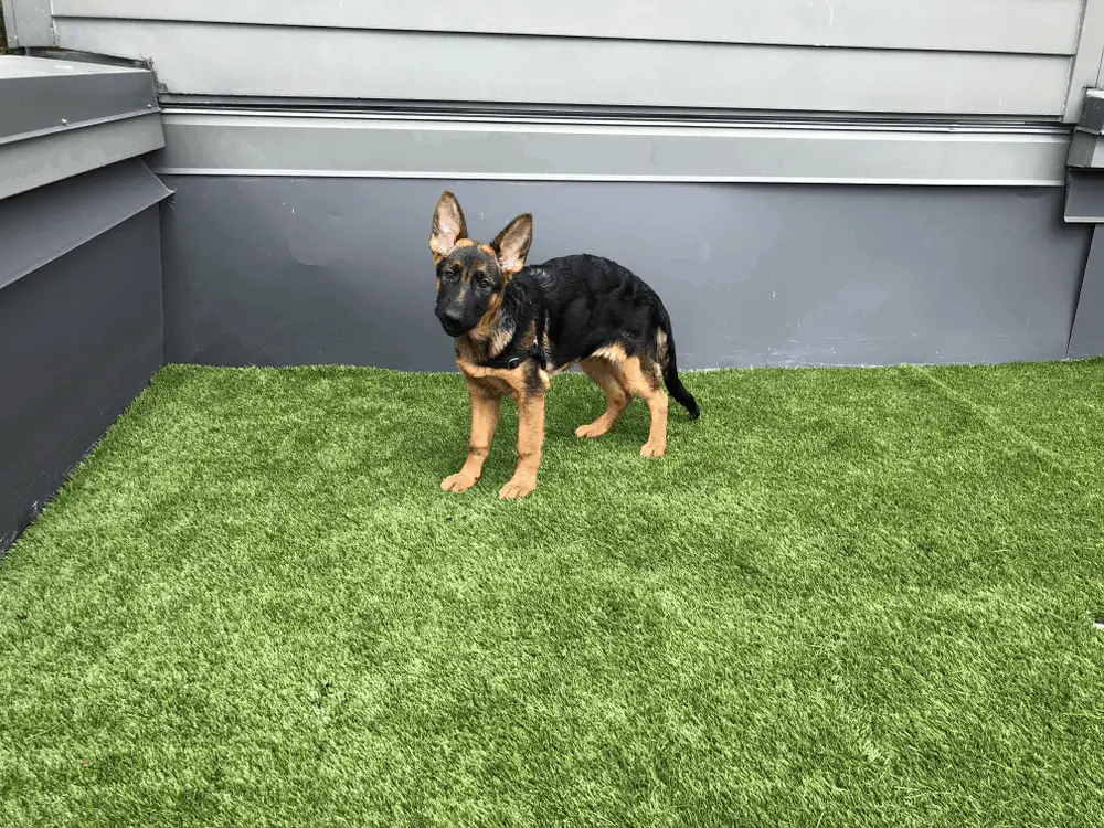 How to Potty Train a German Shepherd Puppy Allgshepherds