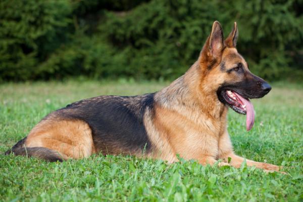 Sable German Shepherd