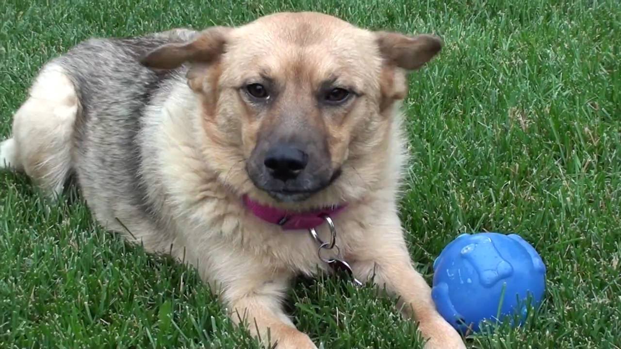 Shiba Inu German Shepherd Mix