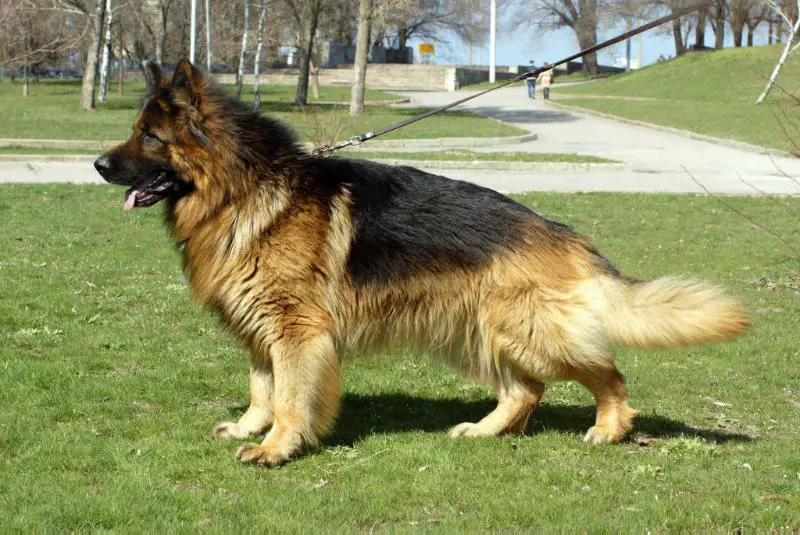 Single Coat vs. Double Coat – What's the Difference - Image By germanshepherddog