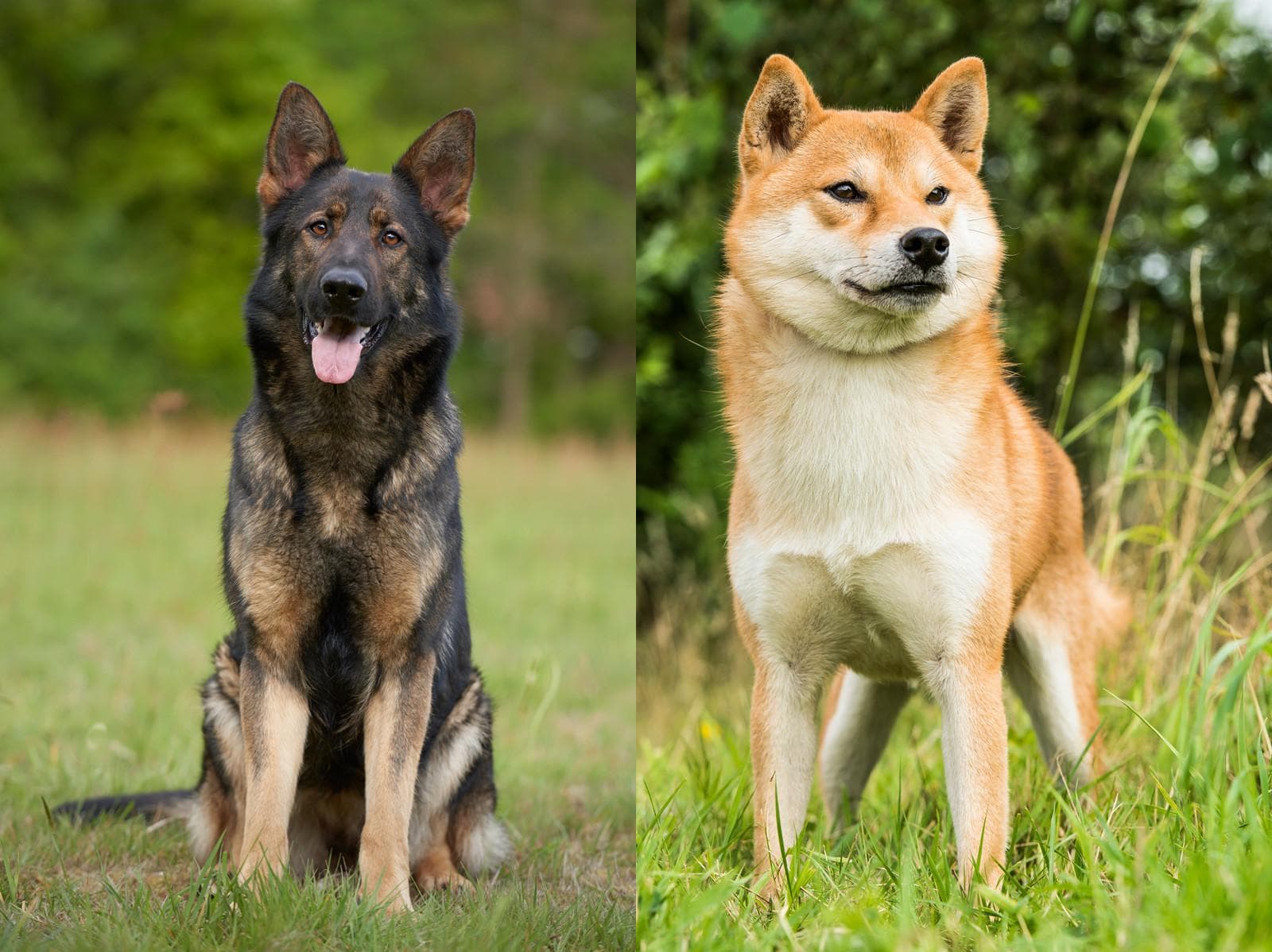 Some Characteristics of German shepherd Shiba Inu mix - Image By familylifeshare