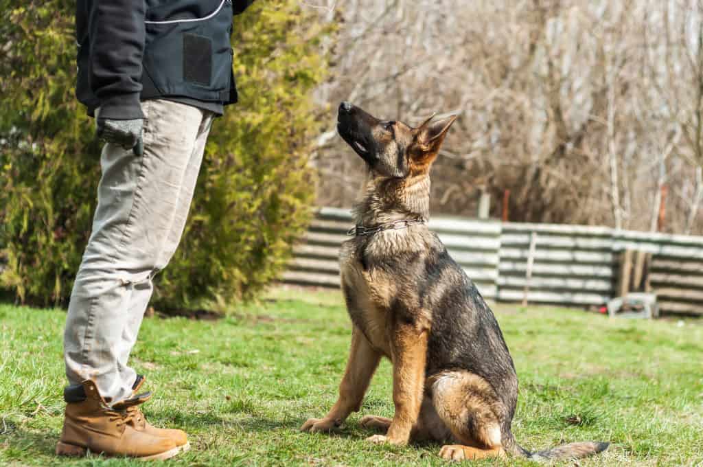 The Socialization Schedule - Image By thegermanshepherder