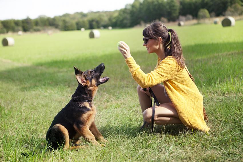 Training A German Shepherd - Image By figopetinsurance