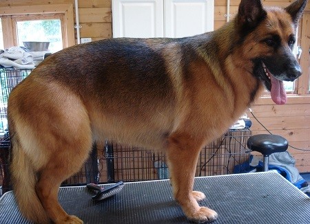 Under What Conditions Can I Shave My GSD? - Image By shepped