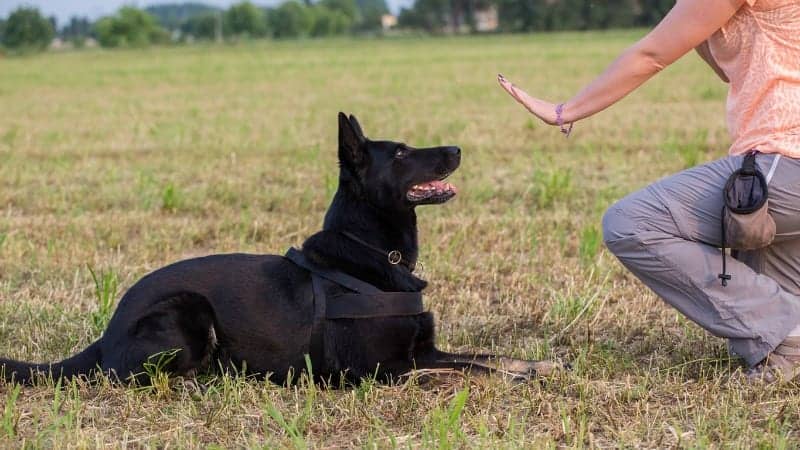 Undergo the Obedience Training - Image By germanshepherdcountry