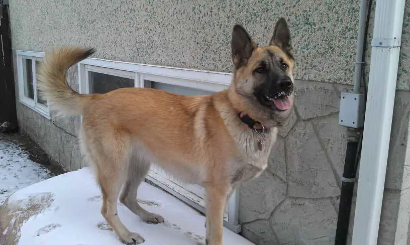 What Are Some Facts About The Akita German Shepherd Mix - Image By petsidi