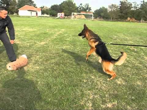 What Are The Costs For Trained German Shepherd Protection