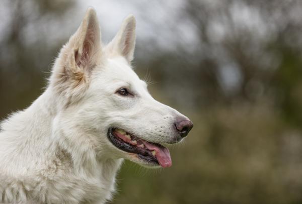 White German Shepherd