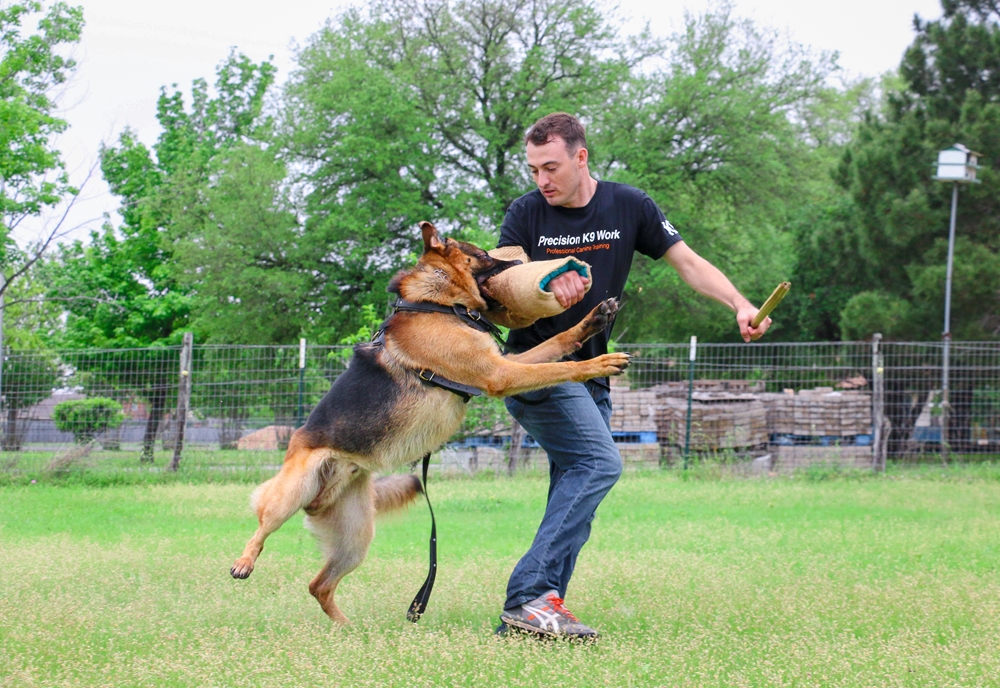 Why Are German Shepherds A Great Choice As A Guard Dog - Image By precisionk9work