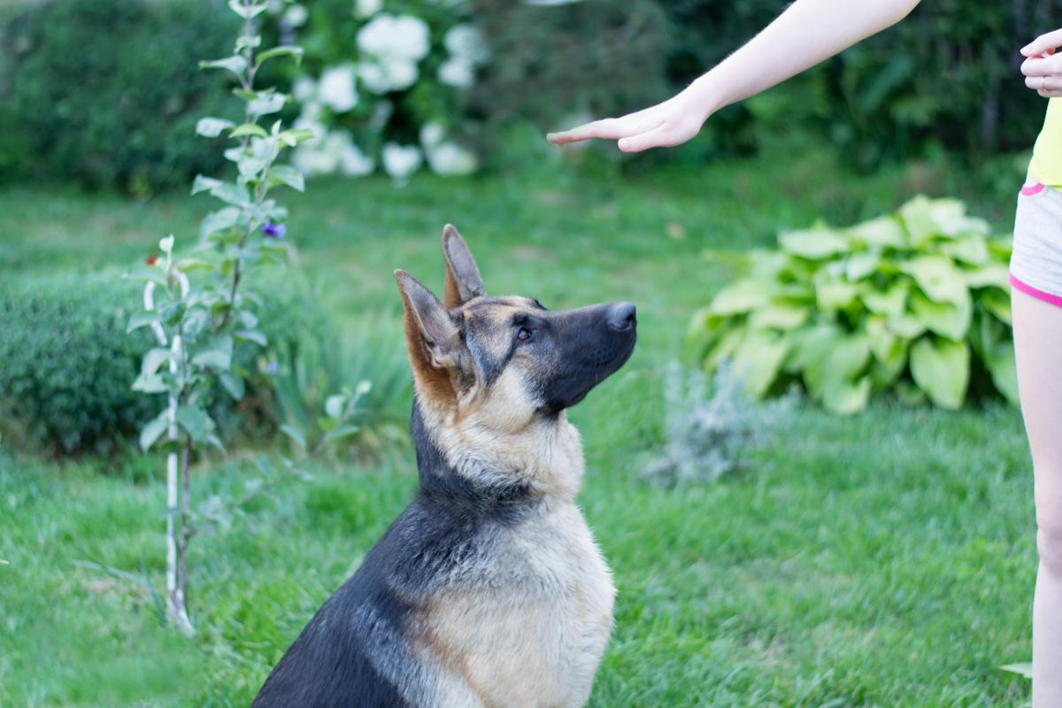 Why Bother Training A German Shepherd - Image By dogappy