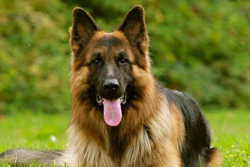 Why Do GSDs Have Dry Itchy Skin?