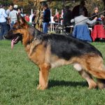 Why German Shepherd Obedience Training Is Necessary - Image By pittsburghdogtraining