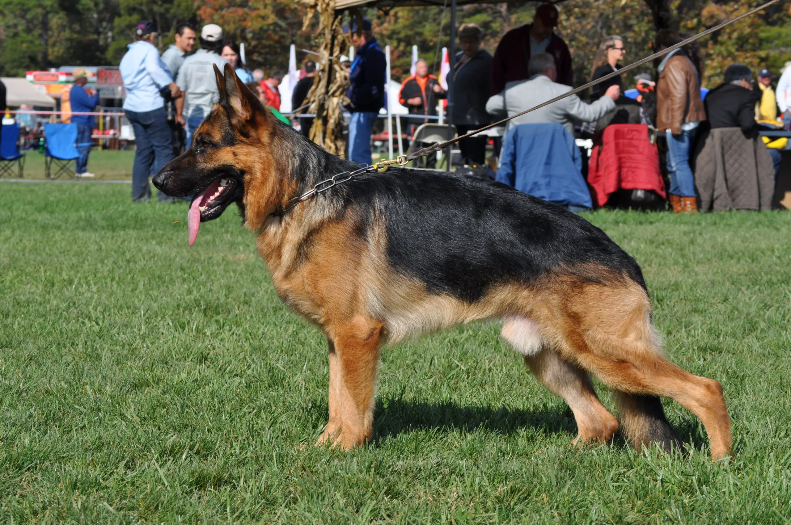 Why German Shepherd Obedience Training Is Necessary - Image By pittsburghdogtraining
