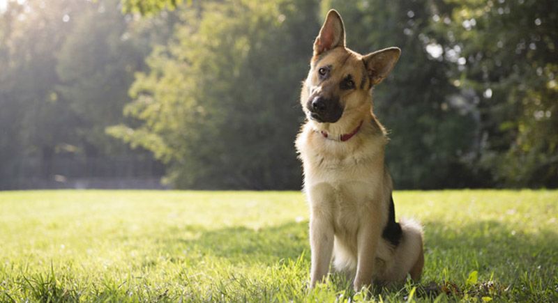 Why do German Shepherds shed so much - Image By playbarkrun