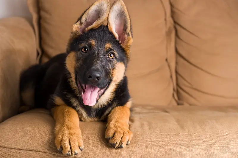 Why do German shepherd's ears stand up - Image By caninehq