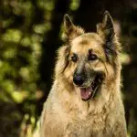 Wolfhound German Shepherd Mix - Image By shopforyourcause