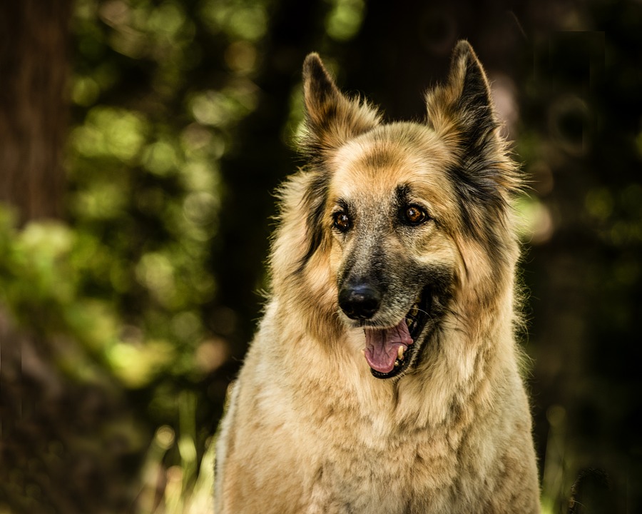 Wolfhound German Shepherd Mix - Image By shopforyourcause