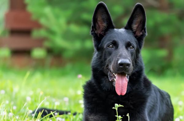 black german shepherd