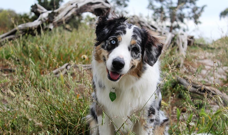 collie australian shepherd Health problems