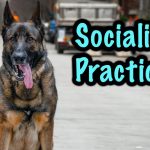 german shepherd socialization