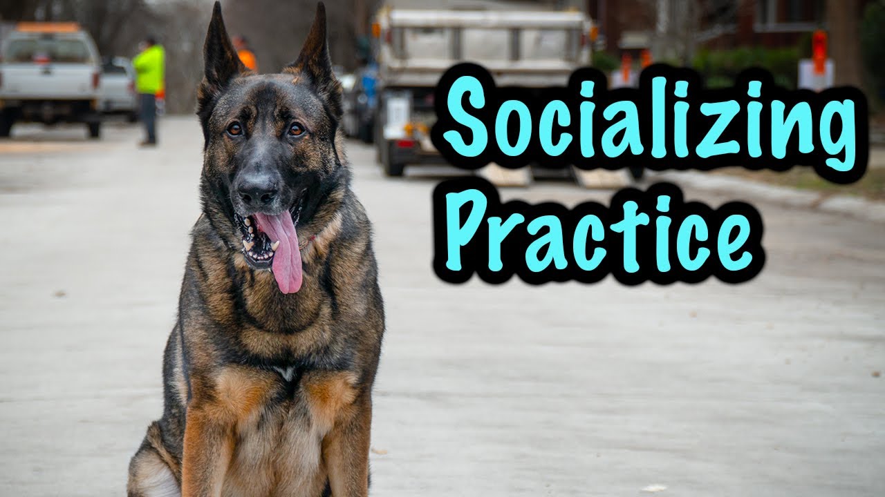 german shepherd socialization