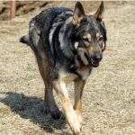 American Tundra Shepherd