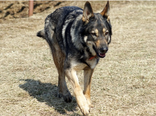 American Tundra Shepherd