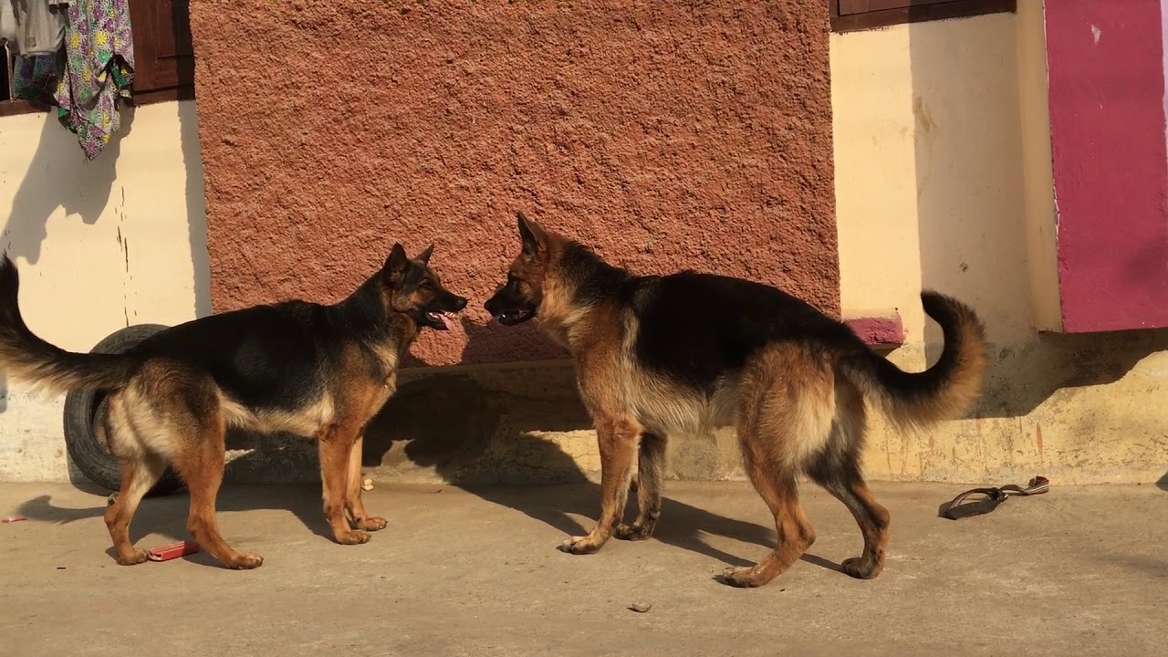 Are male German Shepherds More Aggressive