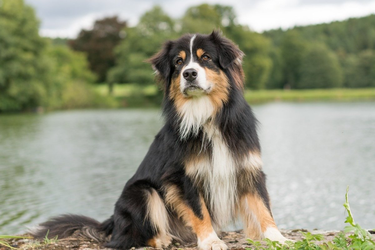 Australian Shepherd Chihuahua Mix