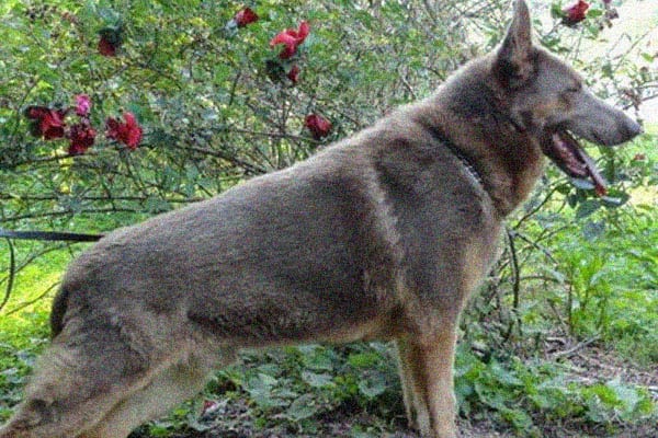 Basic Facts About the Isabella german shepherd