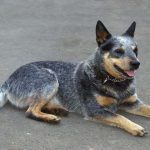 Blue Heeler German Shepherd Mix