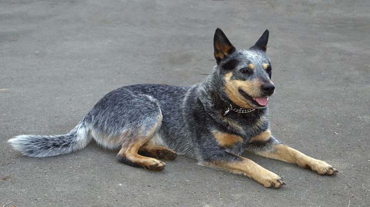 Blue Heeler German Shepherd Mix