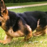 Dwarf German Shepherd