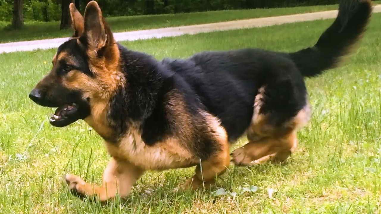 Dwarf German Shepherd