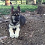 German Shepherd Malamute Mix - Image By pets4homes