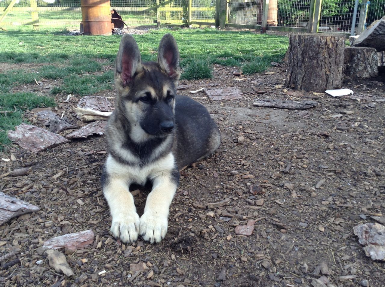 German Shepherd Malamute Mix - Image By pets4homes