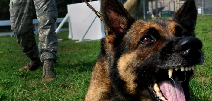 How To Control The Aggression Of The German Shepherd