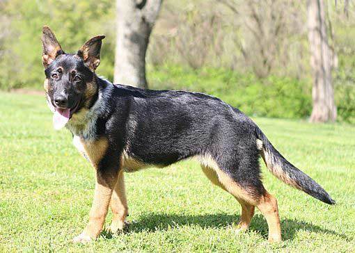 Blue Heeler German Shepherd Mix - Allgshepherds