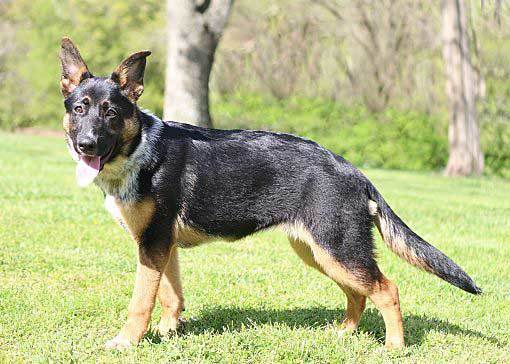 How to Train A Blue Heeler German Shepherd Mix - Image By howtotrainthedog